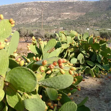 Papadiokampos Maissonete Βίλα